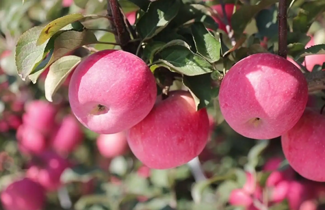 革命老区的三亿(集团)体育苹果王
